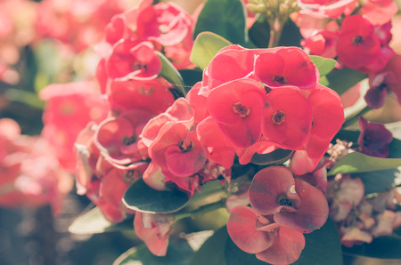 Christ Thorn or Crown of thorns close up in the natureの写真素材