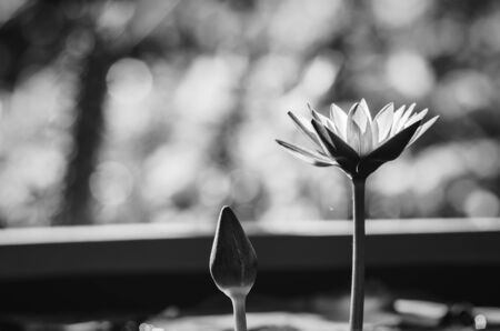 Lotus or Water lily in the pond and in the natureの写真素材