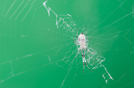 Spider in the nature wall background macro shotの写真素材