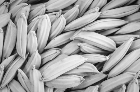 Paddy rice macro in Thailand agriculture industry foodの写真素材