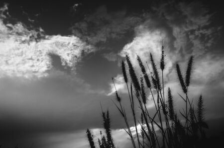 Foxtail weed in the eveningの写真素材