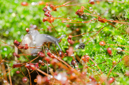 Snails and moss macro shot in the garden or forestの写真素材
