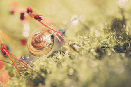 Snails and moss macro shot in the garden or forestの写真素材
