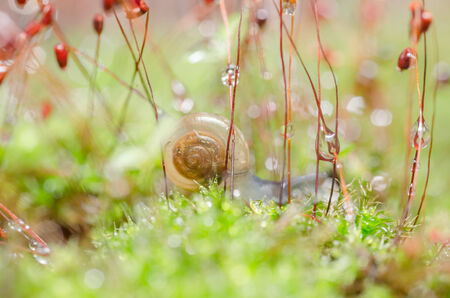 Snails and moss macro shot in the garden or forestの写真素材
