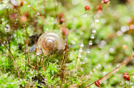 Snails and moss macro shot in the garden or forestの写真素材
