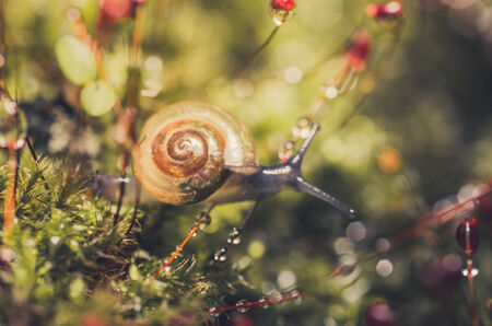 Snails and moss macro shot in the garden or forestの写真素材