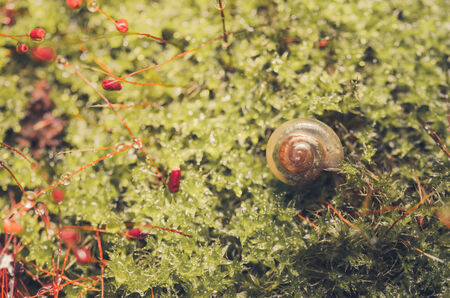 Snails and moss macro shot in the garden or forest
