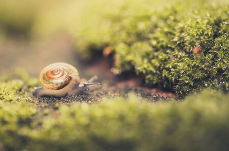 Snails and moss macro shot in the garden or forestの写真素材