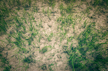 Green grass weed meadow in the field natureの写真素材