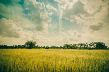 Green grass and sky in the rice field natureの写真素材