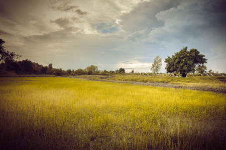Rice field in Thailand