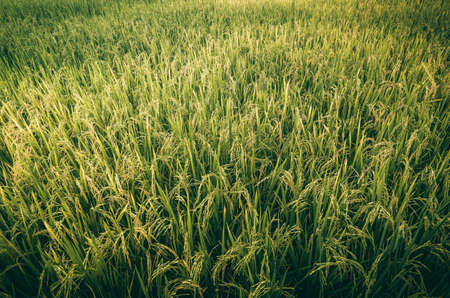 Rice field in Thailand in the agriculture industry  conceptの写真素材