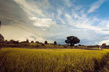 Rice field in Thailand in the agriculture industry  conceptの写真素材