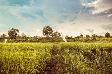 Rice field in Thailand in the agriculture industry  conceptの写真素材