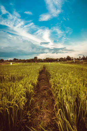 Rice field in Thailand in the agriculture industry  conceptの写真素材