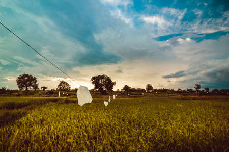 Rice field in Thailand in the agriculture industry  conceptの写真素材