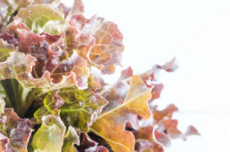 hydroponics red oak vegetable salad in the organic natureの写真素材