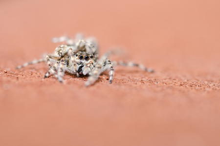 Spider in the nature wall background macro shot