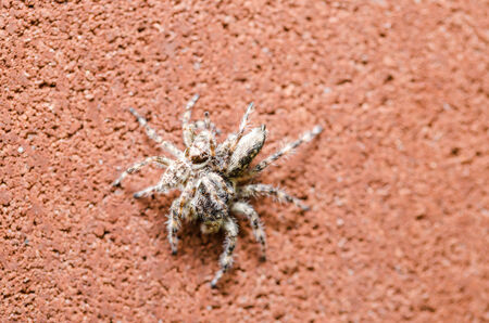 Spider in the nature wall background macro shotの写真素材