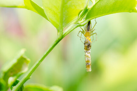 Spider eat worm in the nature green background macro shot