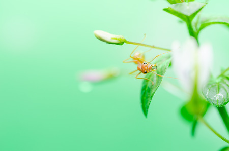 Red ants on the green wallの写真素材