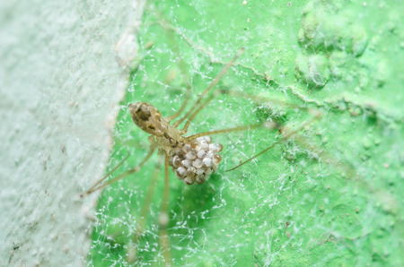 Spider and eggs in the nature green background macro shot
