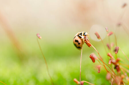 ladybug in the green nature and plant or in the gardenの写真素材