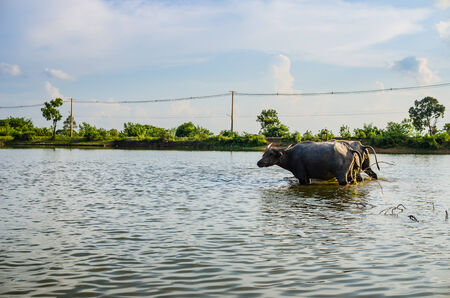 Thai water buffalo in the pond and field countrysideの写真素材