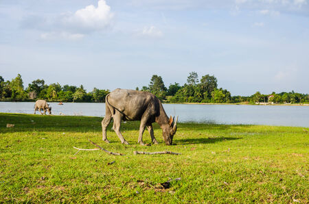 Thai water buffalo in the pond and field countrysideの写真素材