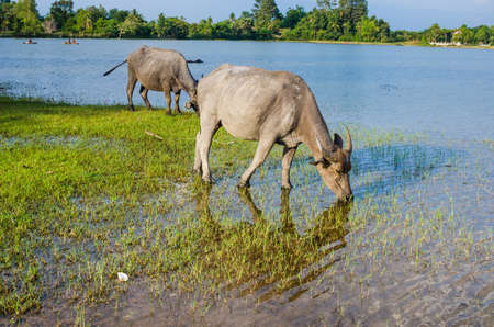 Thai water buffalo in the pond and field countrysideの写真素材