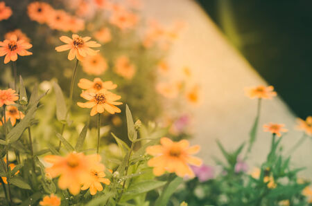 Yellow daisy flower in the garden or in th nature vintage colorの写真素材