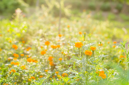 Marigolds or Tagetes erecta flower in the nature or gardenの写真素材