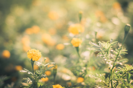 Marigolds or Tagetes erecta flower in the nature or garden vintageの写真素材