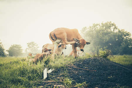 Cow on grass and meadow in the nature or in the farm agriculture vintageの写真素材