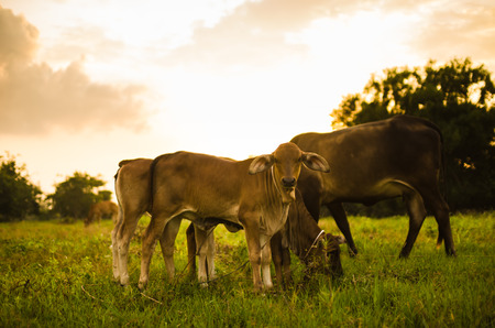 Cow on grass and meadow in the nature or in the farm agricultureの写真素材