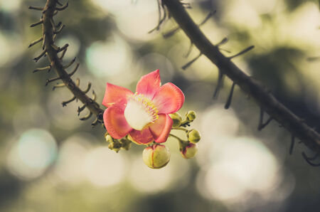 Cannonball flower and green background in the garden or nature park vintage