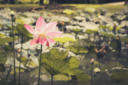 Lotus or Water lily flower in the pond and in the nature vintageの写真素材