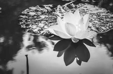 Lotus or Water lily flower in the pond and in the natureの写真素材