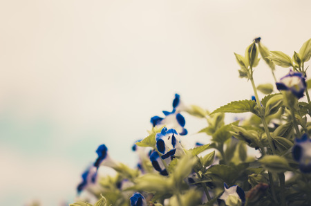 Torenia or Wishbone flowers in the garden or nature park vintageの写真素材