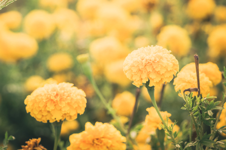 Marigolds or Tagetes erecta flower in the nature or garden vintageの写真素材