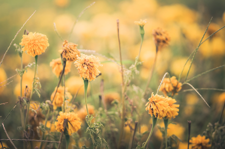 Marigolds or Tagetes erecta flower in the nature or garden vintageの写真素材