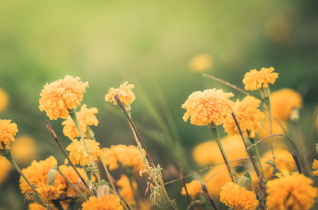 Marigolds or Tagetes erecta flower in the nature or garden vintageの写真素材