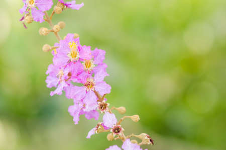 Pink flower in the garden or nature park Thailandの写真素材