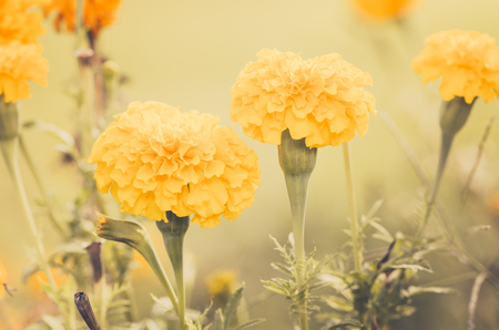 Marigolds or Tagetes erecta flower in the nature or garden vintageの写真素材