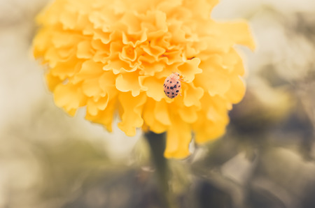Marigolds or Tagetes erecta flower in the nature or garden vintageの写真素材