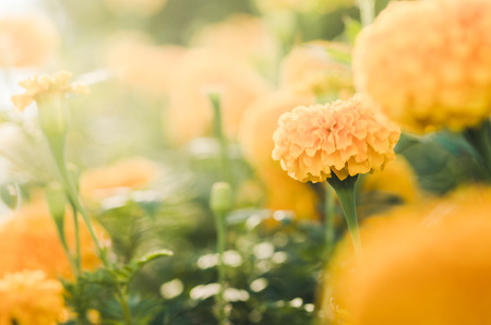 Marigolds or Tagetes erecta flower in the nature or garden vintageの写真素材