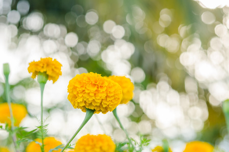 Marigolds or Tagetes erecta flower in the nature or gardenの写真素材
