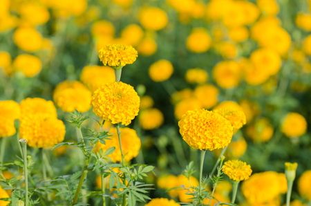 Marigolds or Tagetes erecta flower in the nature or gardenの写真素材