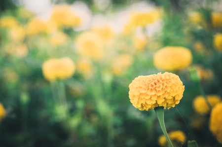 Marigolds or Tagetes erecta flower in the nature or garden vintageの写真素材