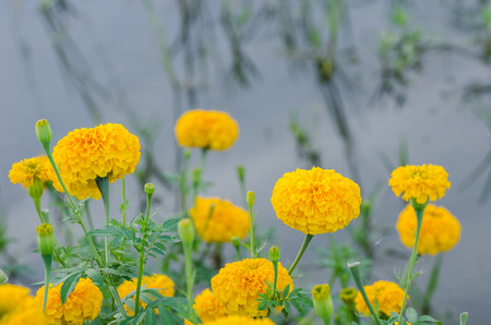 Marigolds or Tagetes erecta flower in the nature or gardenの写真素材